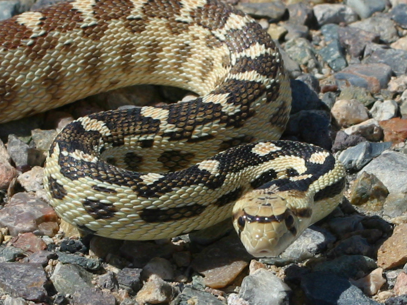 Gopher Snake