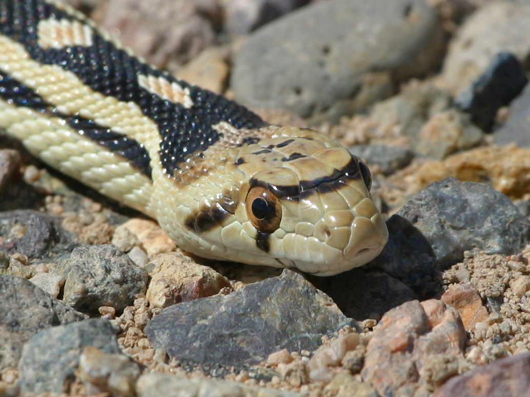 Gopher Snake