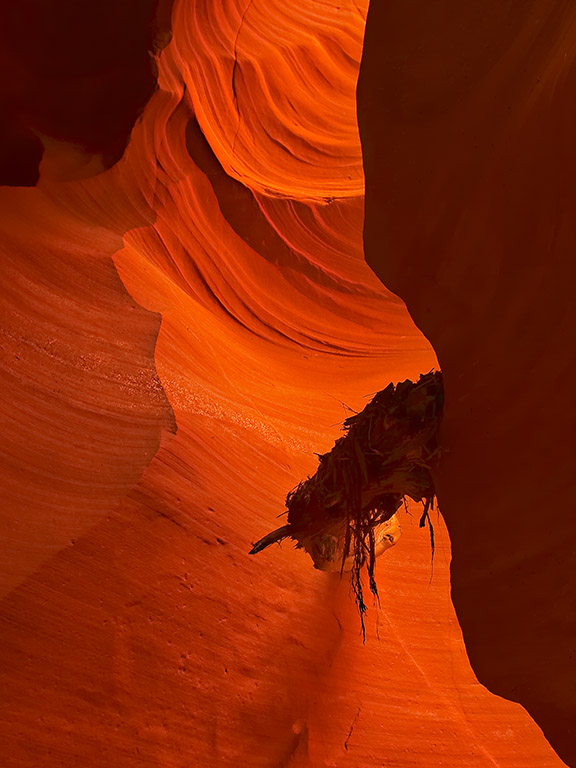 Canyon X Log Jam