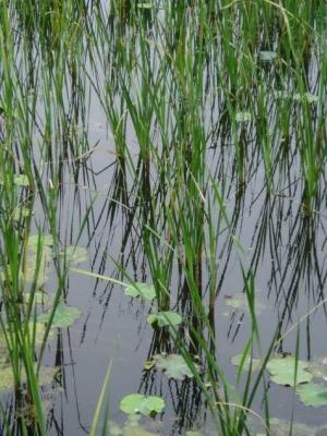 Lotus pond overrun by wild grass.