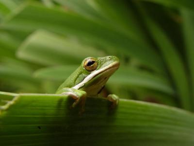 Frog Peeking