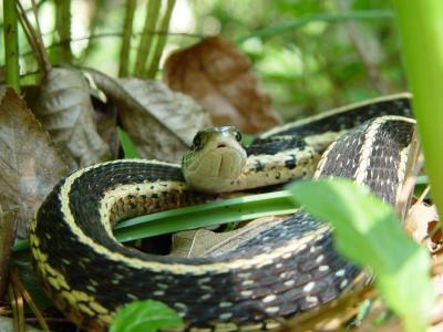 Snake