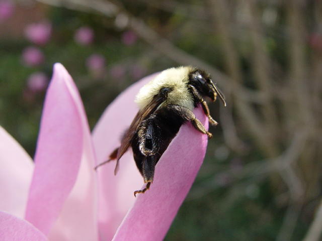 Bumble Bee