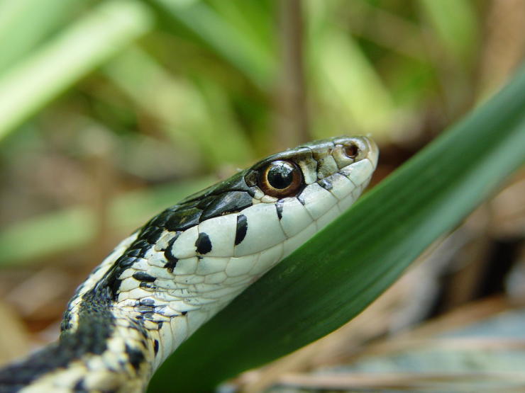 Sneeky Snake