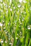 early morning dew