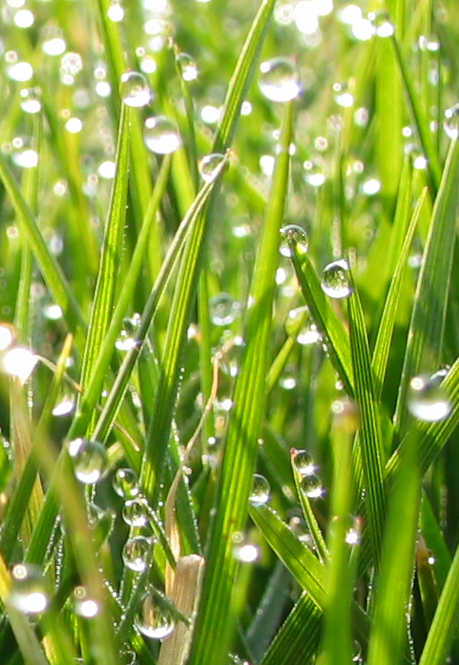 early morning dew