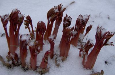 u25/treacle/medium/15214314.dicentra_in_snow.jpg