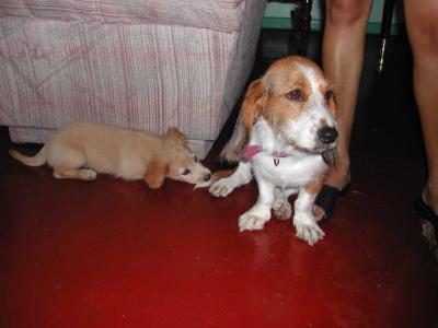 Puppy--Rufi-Eating-Tail.jpg