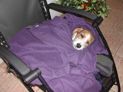 u25/trescott/medium/40723804.PuppyBundledUp.jpg