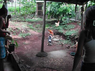 Puppy-Chasing-Chickens.jpg