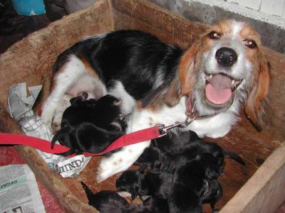 Puppy-Feeding-Eight-Babies.jpg
