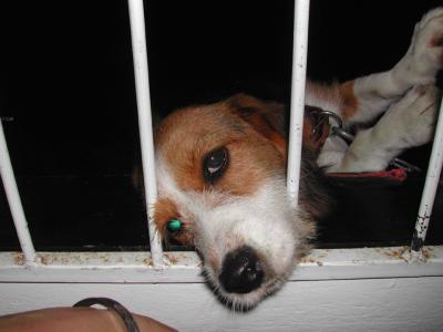 Puppy-in-Jail.jpg