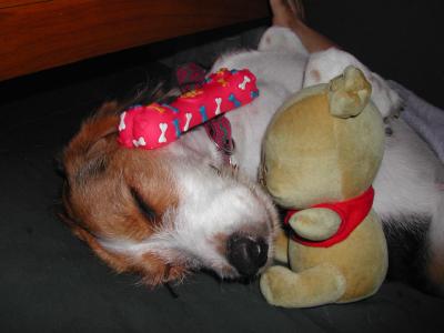 Puppy-Relaxing.jpg