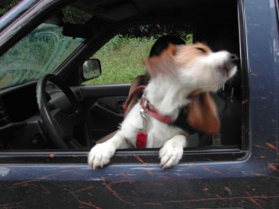 Puppy-Shaking.jpg