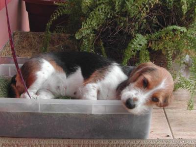 Puppy-Sleeping-on-Wheat-Gra.jpg