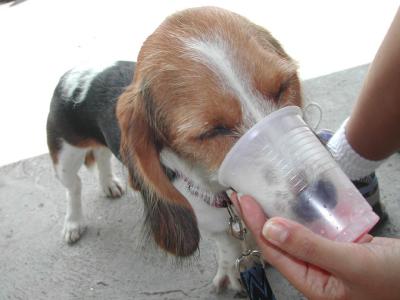 Puppy-Slurping.jpg
