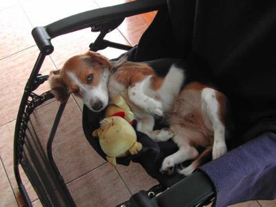 Puppy-Snoozing.jpg