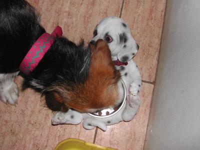 Puppys-Puppy-Dish.jpg