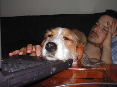 Puppy-Using-Laptop.jpg