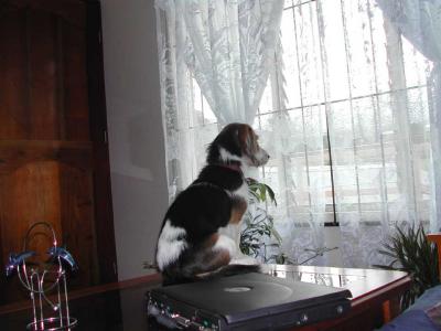 Puppy-Waiting-For-Daddy-II.jpg