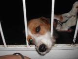 Puppy-in-Jail.jpg