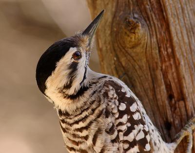 Female Ladderback Woodpecker