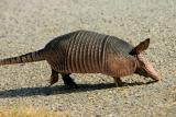Armadillo going places