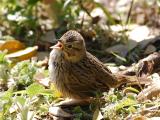 Lincoln Sparrow