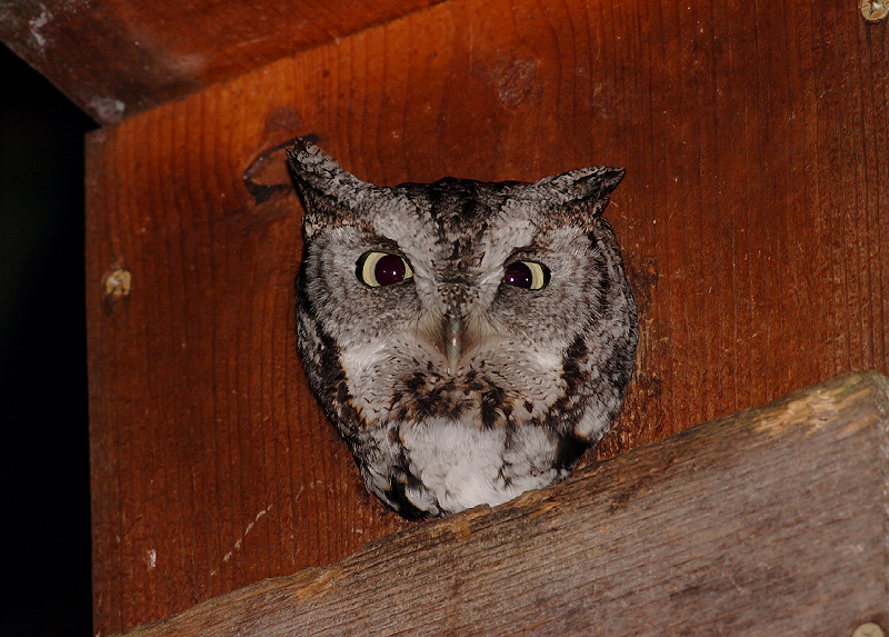 Female Eastern Screech Owl