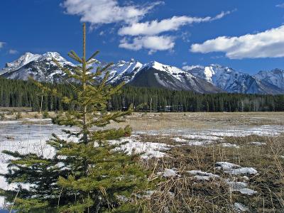 Early Mountain Spring