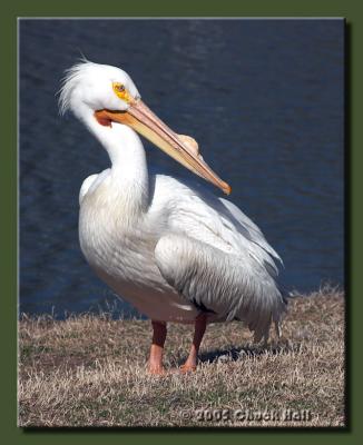 Portrait of a Pelican