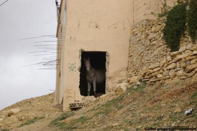 Horse near Petra