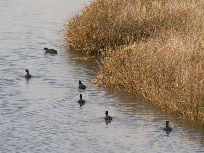 Galeiro // Coot (Fulica atra)