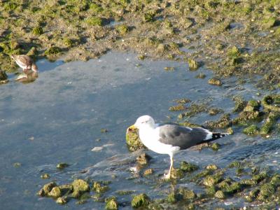 Gaivota-de-patas-amarelas // Yellow-legged Gull (Larus michahellis)