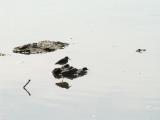 Pilrito-de-peito-preto /|\ Dunlin (Calidris alpina)