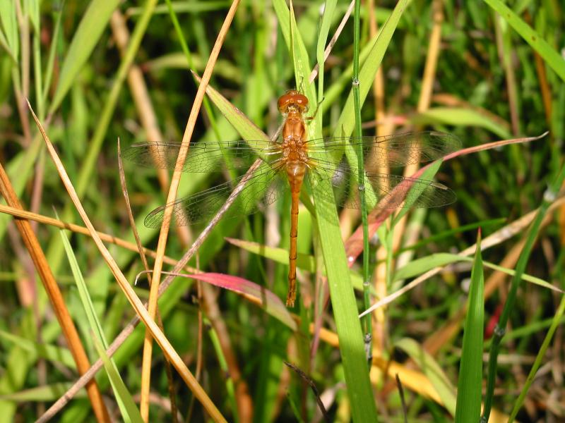 Yellow Dragonfly resting