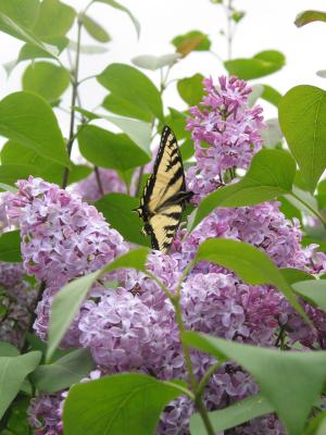 Yellow Swallowtail on the lilac