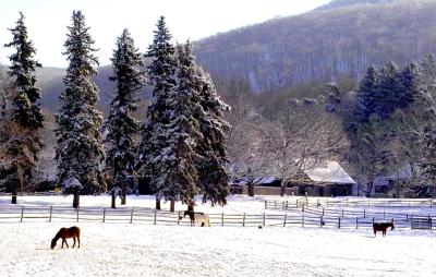 Horses On A Ranch In Winter