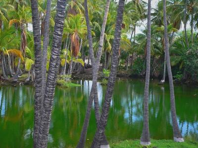 Mauna Lani Fish Ponds #2