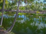 Mauna Lani Fish Ponds # #1