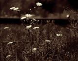 Queen Annes Lace Down By The Tracks