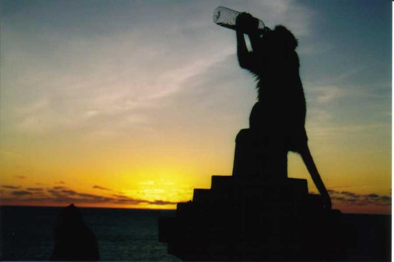 2002 Bali - Monkey takes a swig