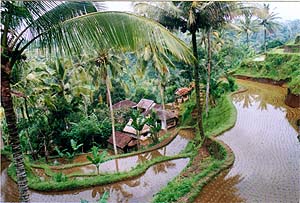 2002 Farmhouse in Bali
