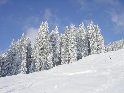 Tannen im Neuschnee