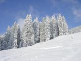 Tannen im Neuschnee