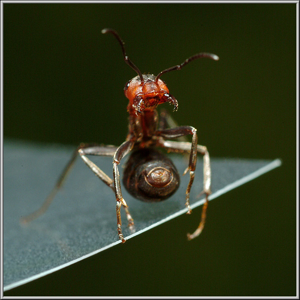 Monster I