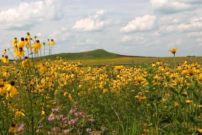 Wild flowers grace the summer prairie on Spirit Mound, Vermillion, SD
