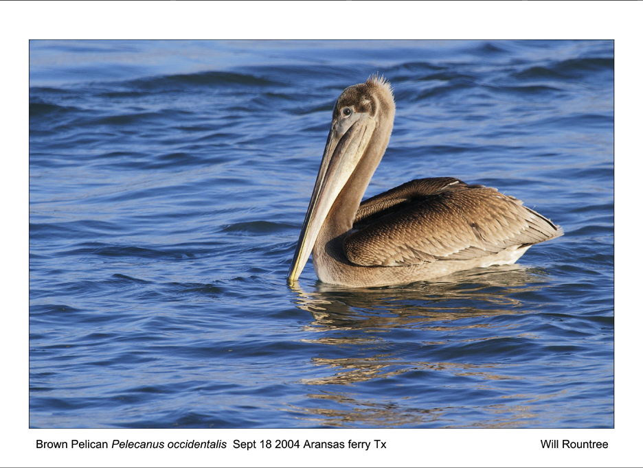 crw_6664C-BPelican_72x13.jpg