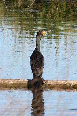 Double-crested Cormorant