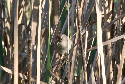 Marsh Wren